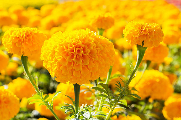 Lute-gen™ derived compound from Tagetes Erecta (Marigolds)