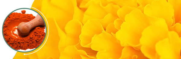 biogen_head_600x195 biogen_head_600x195