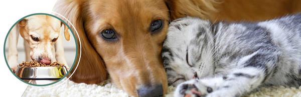 petfood_head_600x195 petfood_head_600x195