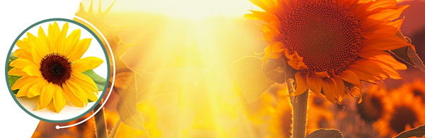 sunflower_aom_head_600x195 sunflower_aom_head_600x195