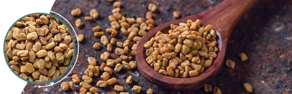 fenugreek_page_hero fenugreek_page_hero