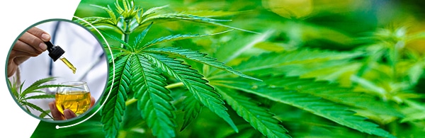 CBD_oil_head_hero CBD_oil_head_hero