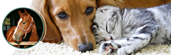 animal_care_pg_banner_hero animal_care_pg_banner_hero