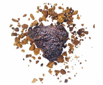 chaga_hero_400px chaga_hero_400px