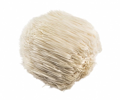 lions_mane_hero_400px lions_mane_hero_400px