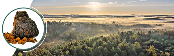 nordic_mushrooms_hero_header nordic_mushrooms_hero_header