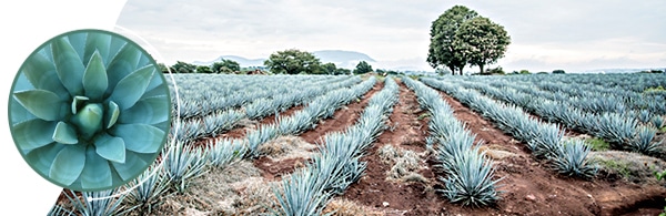 agave_insulin_header_2_28_22 agave_insulin_header_2_28_22