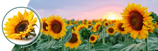 sunvitol_header_2_16_22 sunvitol_header_2_16_22
